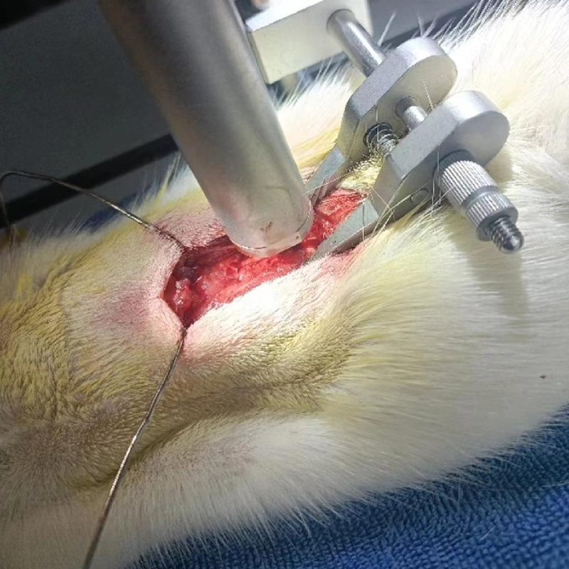 Spinal cord transection model (rat) -- free fall strike method