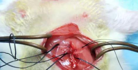 Mouse Myocardial Infarction Modeling