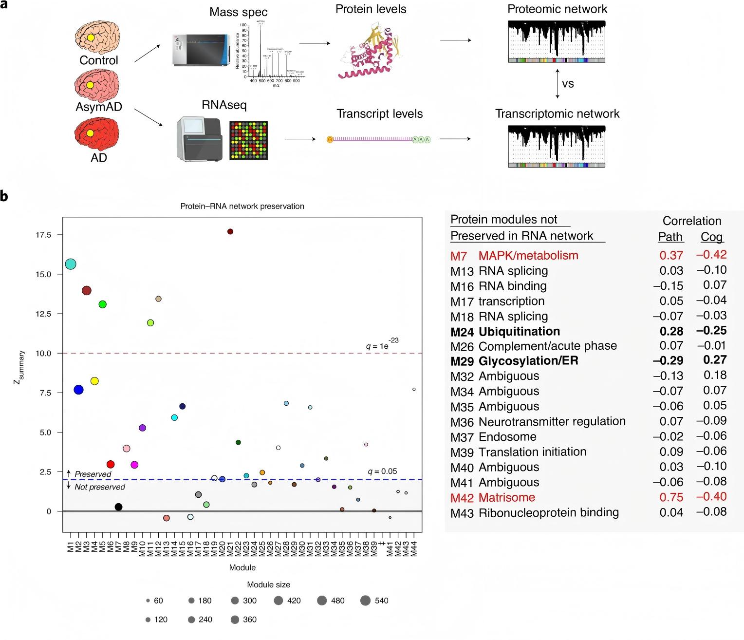 Multi-omics Integrated Analysis — Uncovering Novel Protein-Related Changes in the Brains of Alzheime